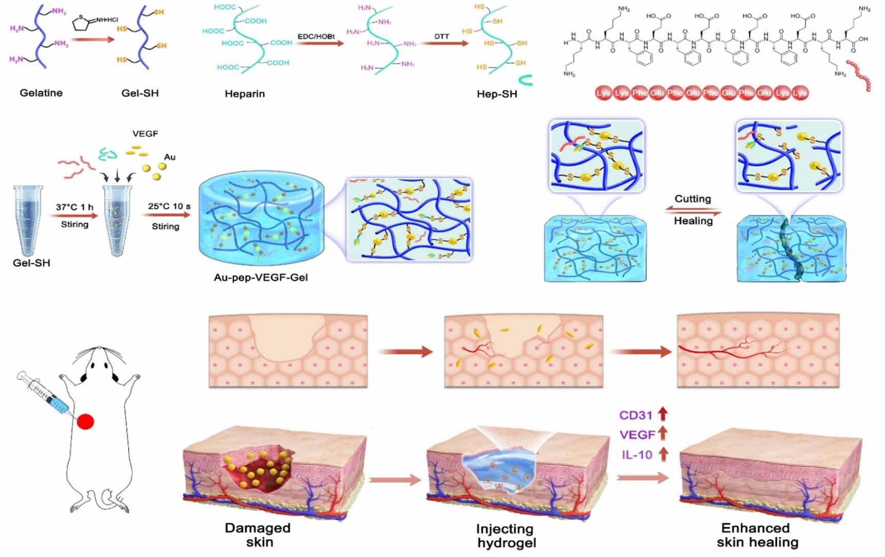 Dynamic coordination hydrogel with simultaneous anti-infected and ...