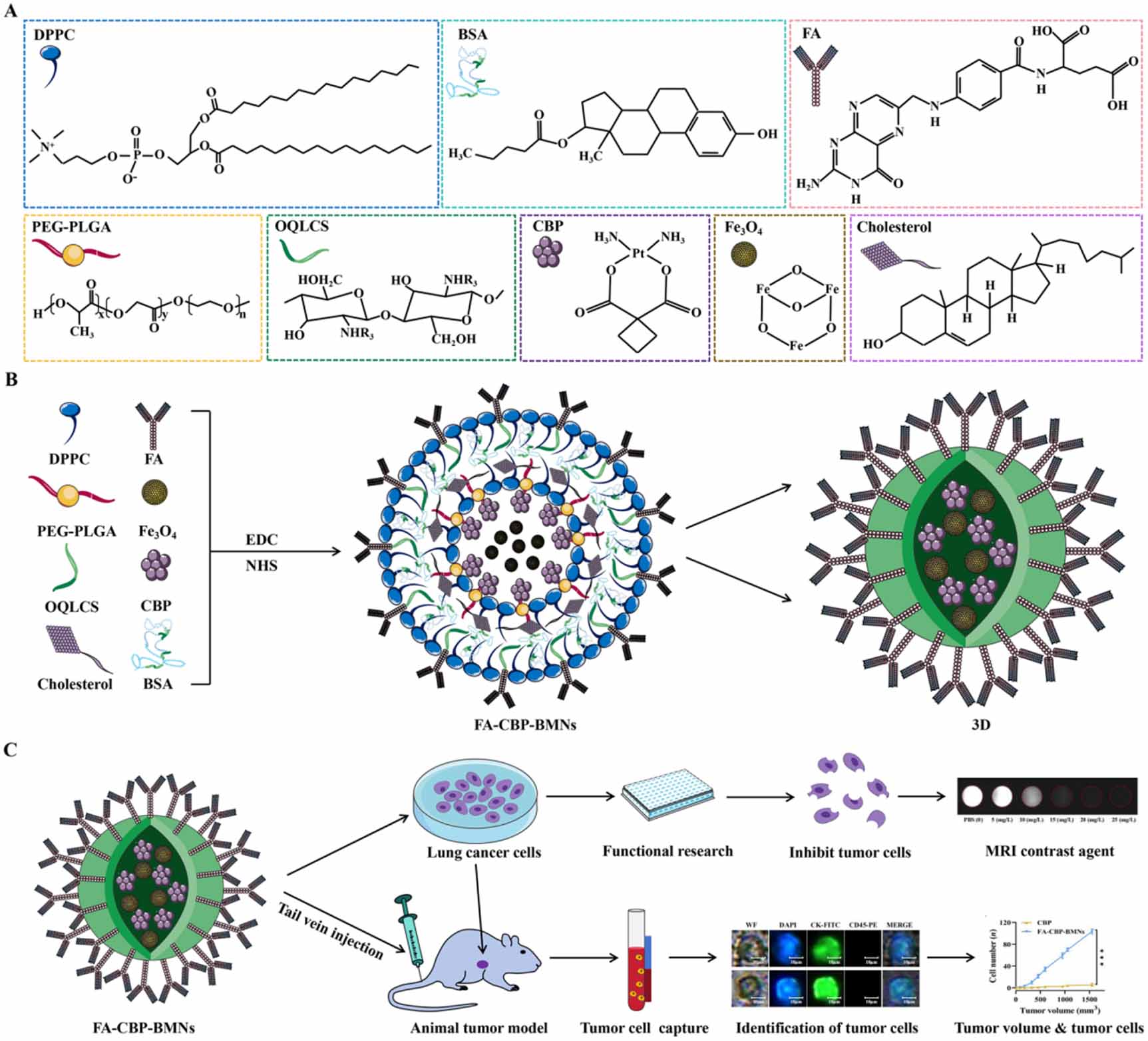Multi-functionalized magnetic nanoparticles can be used for targeted ...