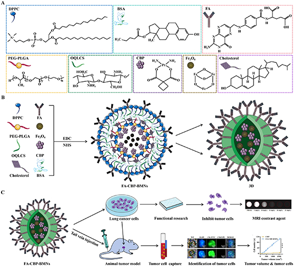 Multi-functionalized magnetic nanoparticles can be used for targeted ...