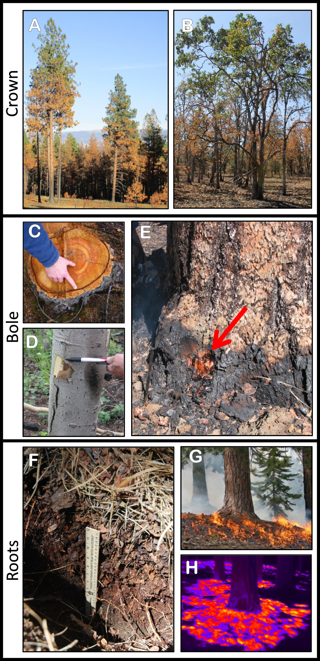 Tree By Fire Risk Fire and tree death: understanding and improving modeling of fire ...