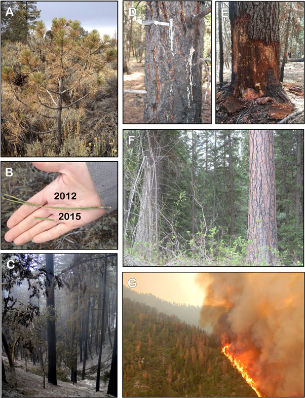Fire and tree death: understanding and improving modeling of fire ...