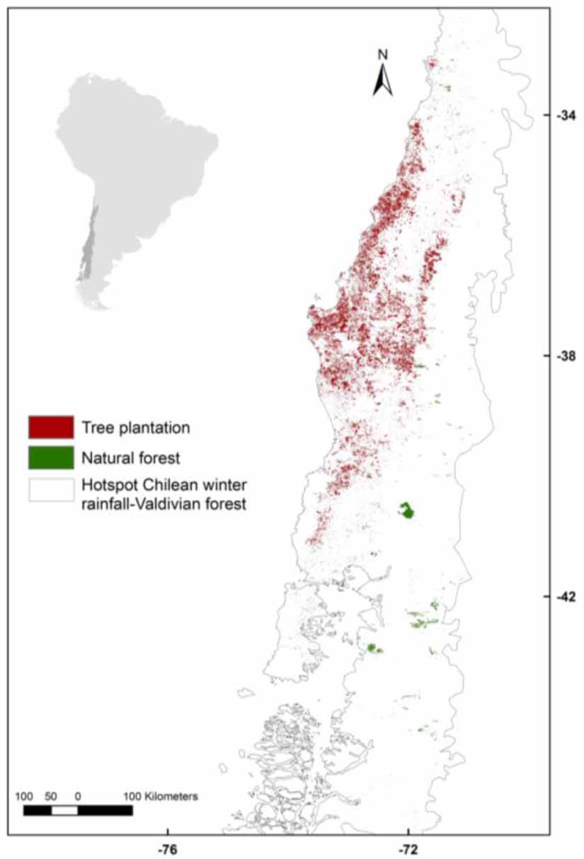 Natural forests loss and tree plantations: large-scale tree cover loss ...