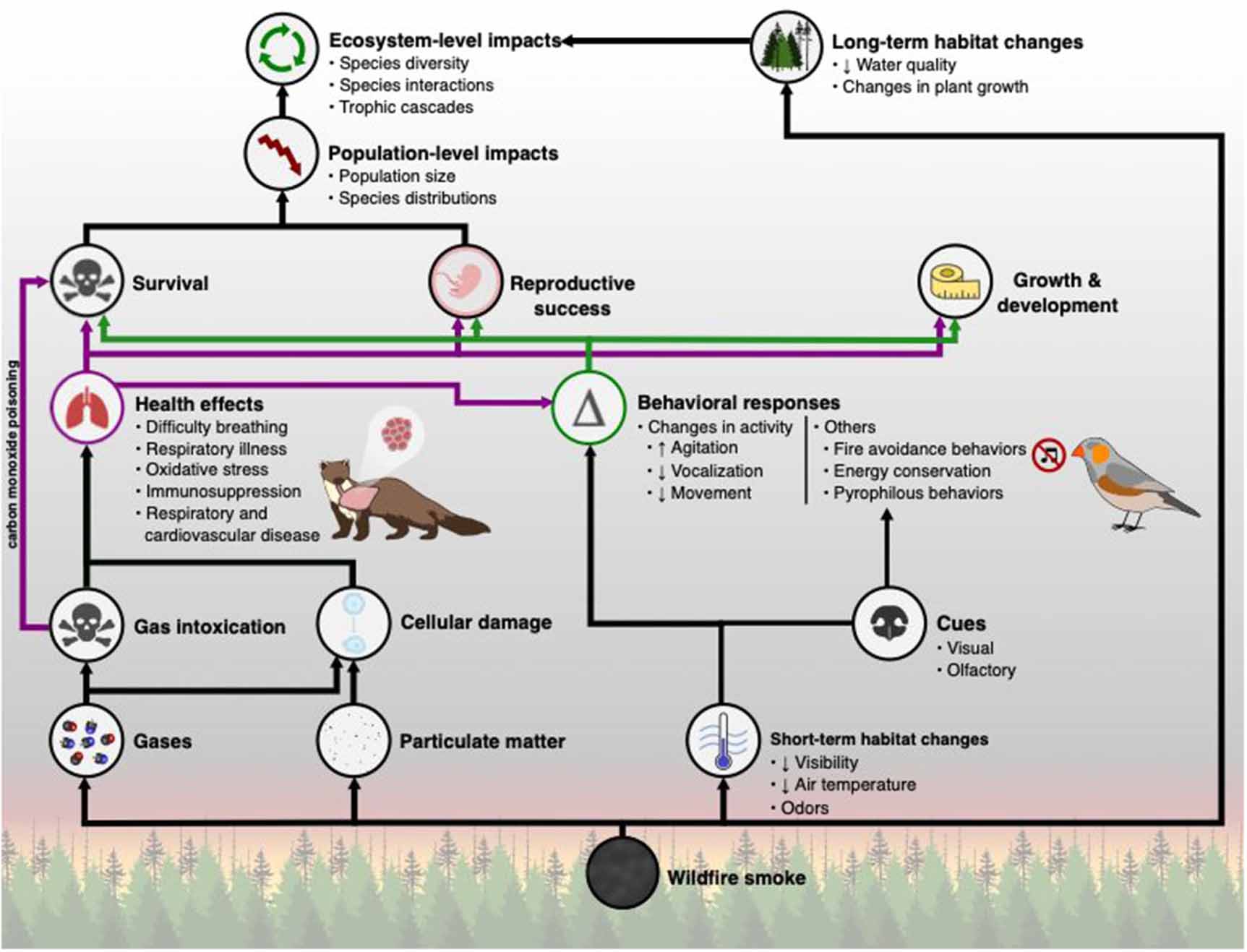 A review of the effects of wildfire smoke on the health and behavior of ...