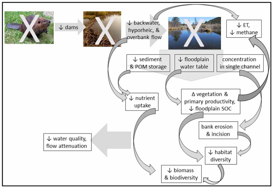 Legacy effects of loss of beavers in the continental United States ...