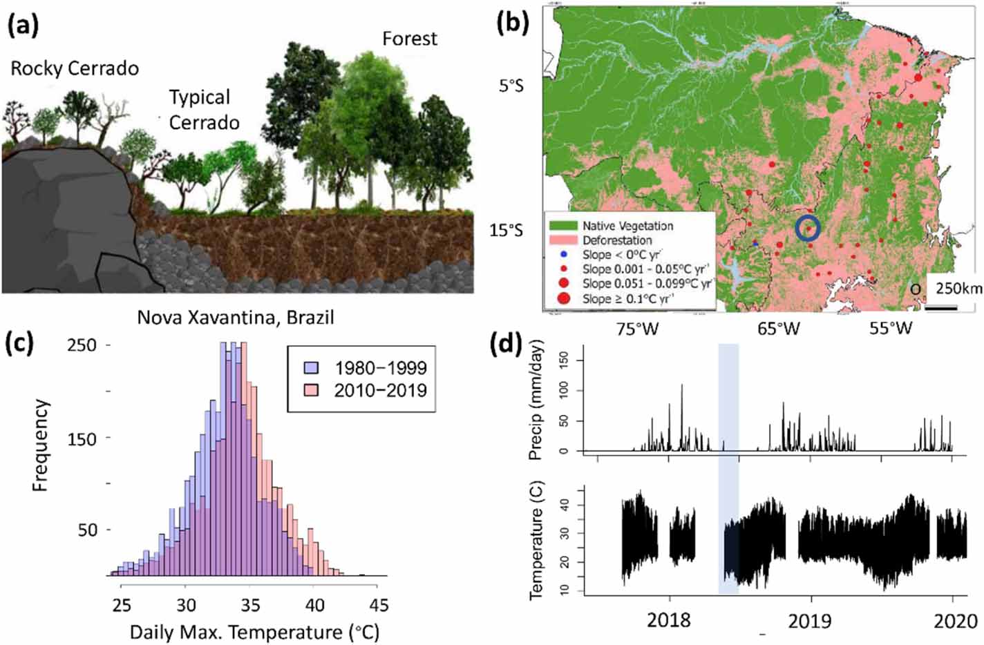 Trees at the Amazonia-Cerrado transition are approaching high ...