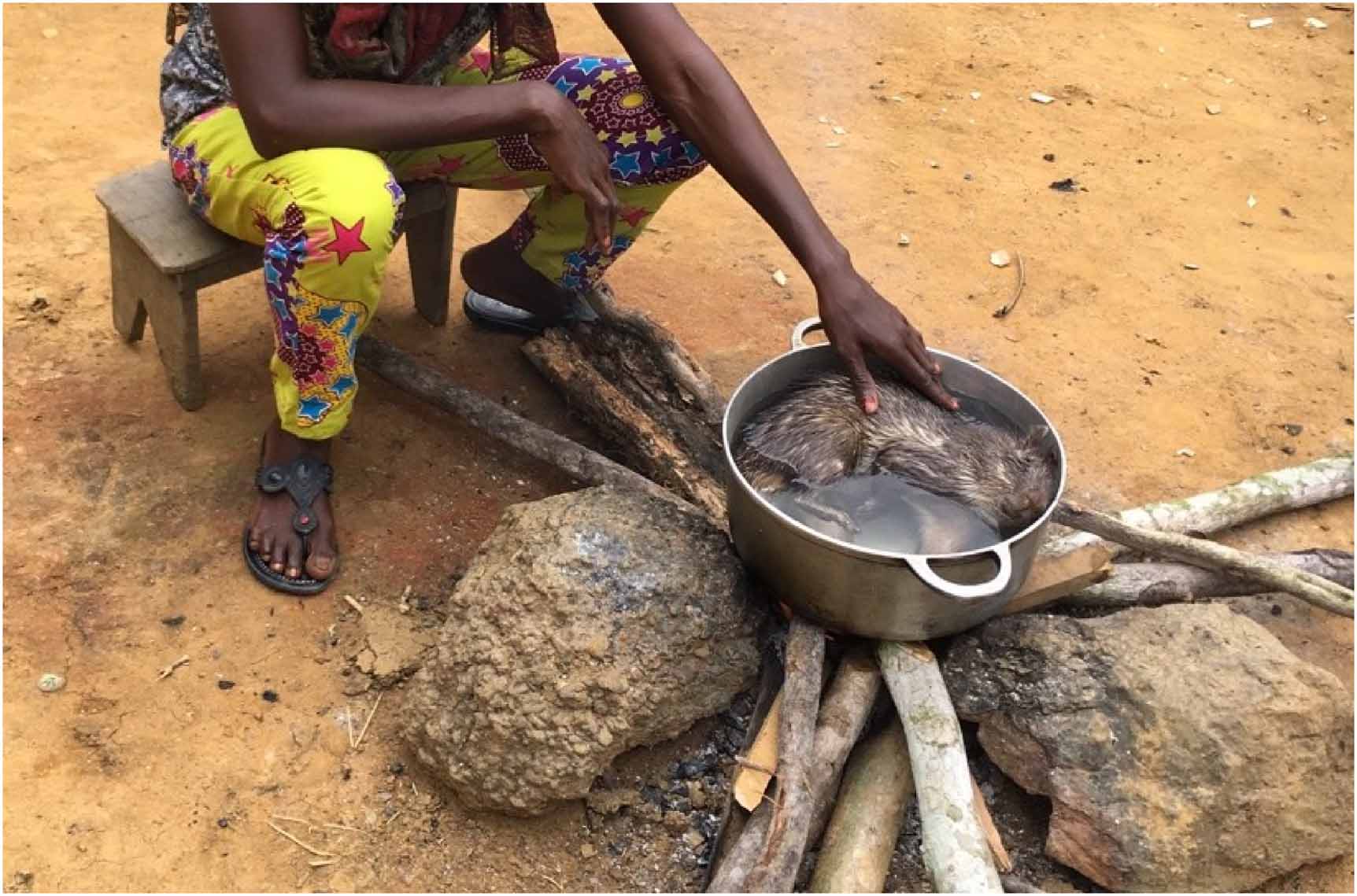 Reframing conservation and development perspectives on bushmeat ...