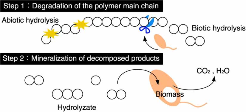 Biodegradable plastics in aquatic ecosystems: latest findings, research ...