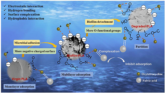 Biodegradable plastics in aquatic ecosystems: latest findings, research ...