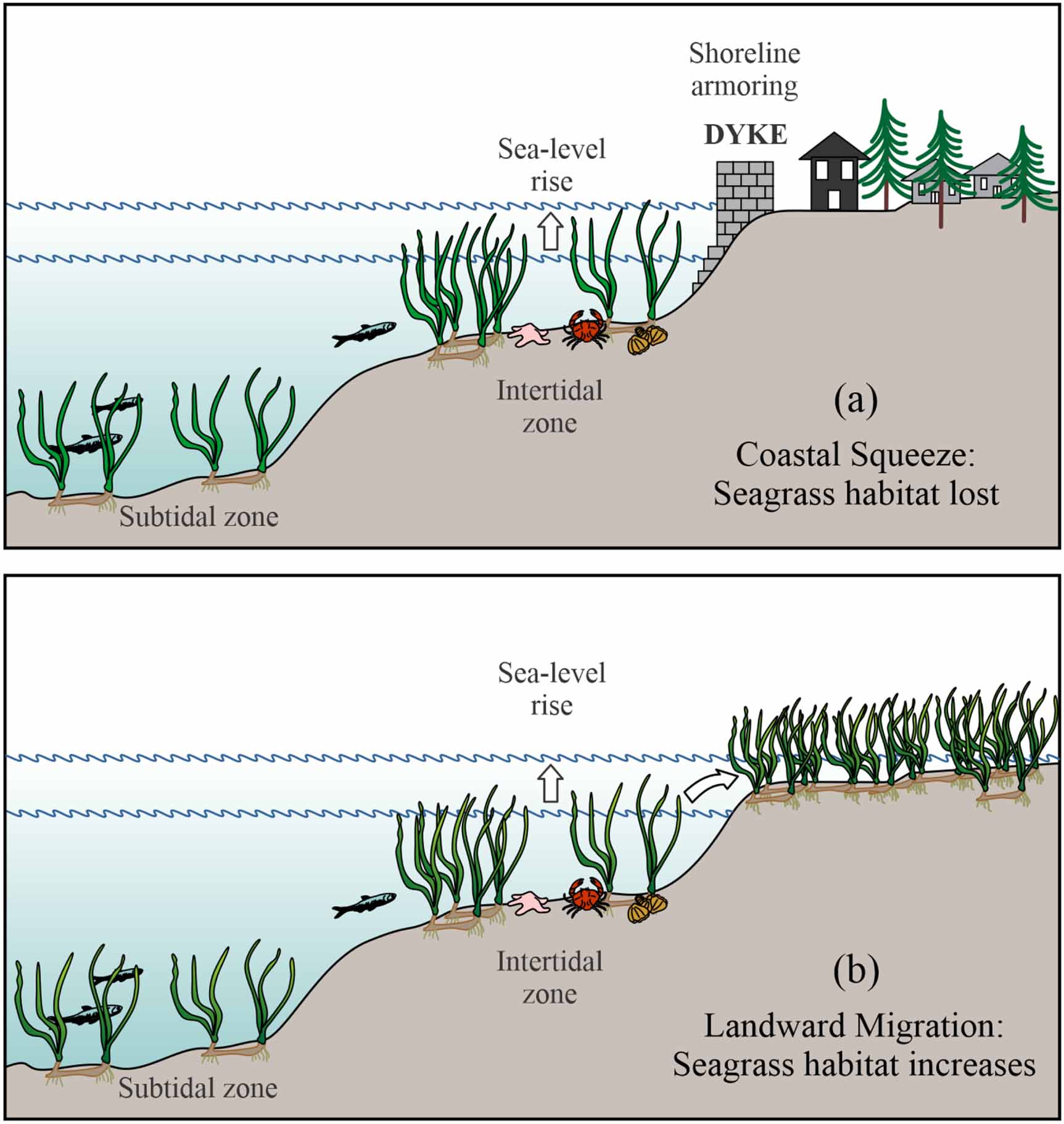 How can blue carbon burial in seagrass meadows increase long-term, net ...