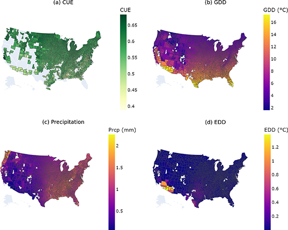 Diverging climate response of corn yield and carbon use efficiency ...