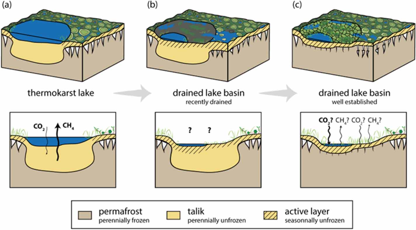 Post-drainage vegetation, microtopography and organic matter in Arctic ...