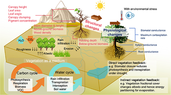 Regulation of the global carbon and water cycles through vegetation ...