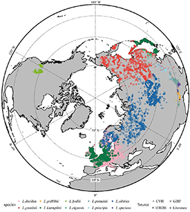 Predicted suitable habitat distribution of major Larix species in the ...