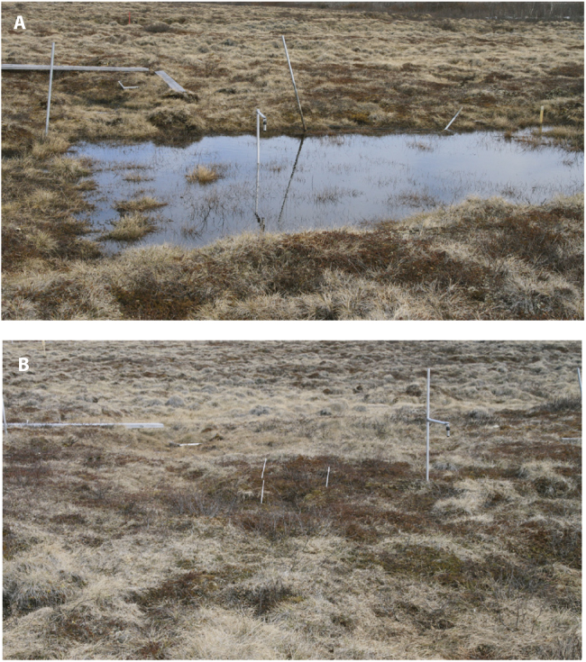 Rapid responses of permafrost and vegetation to experimentally ...
