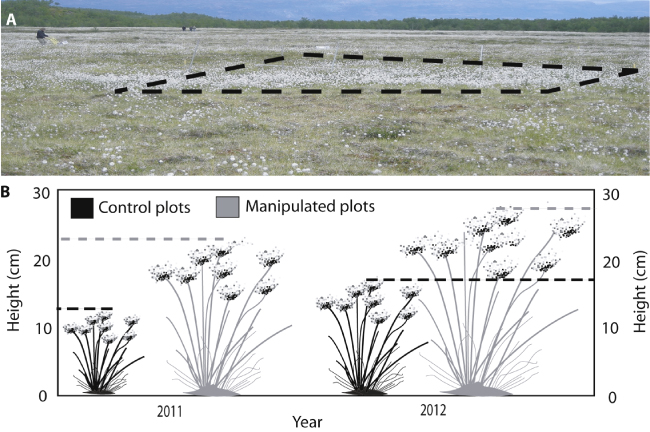 Rapid responses of permafrost and vegetation to experimentally ...