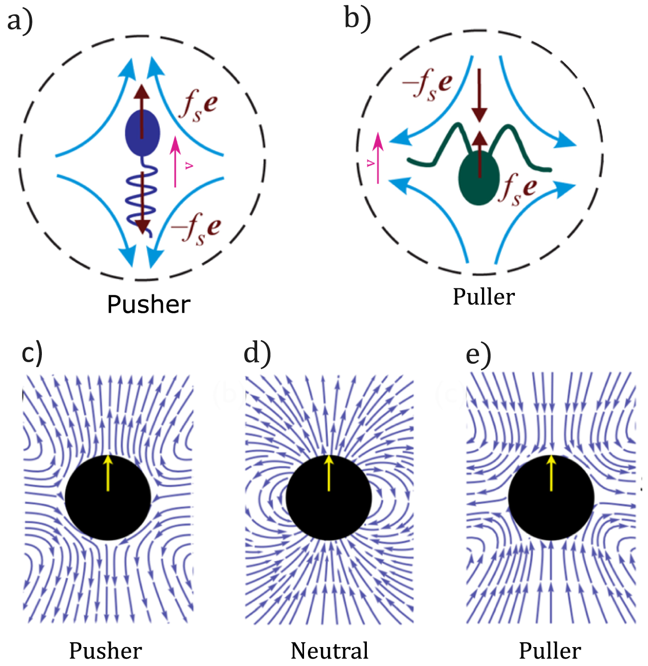 The interplay of polar and nematic order in active matter: implications ...
