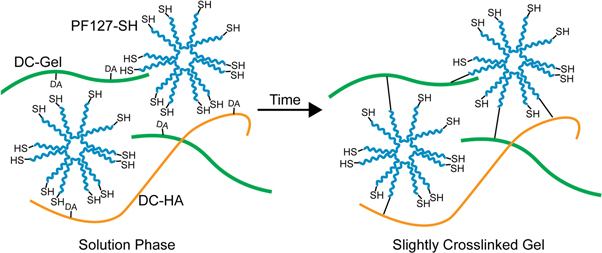 Process- and bio-inspired hydrogels for 3D bioprinting of soft free ...