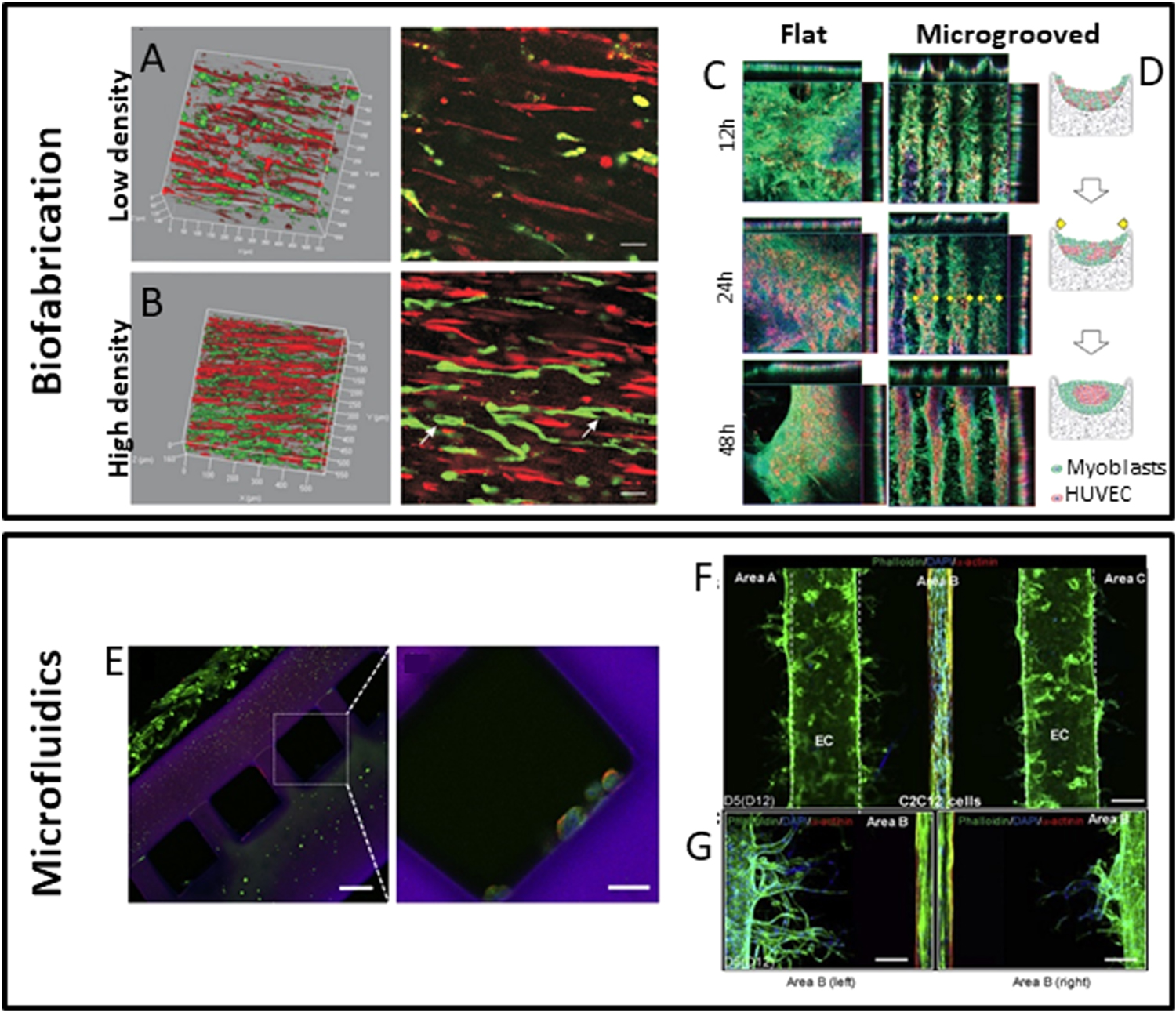 Engineering complex muscle-tissue interfaces through microfabrication ...