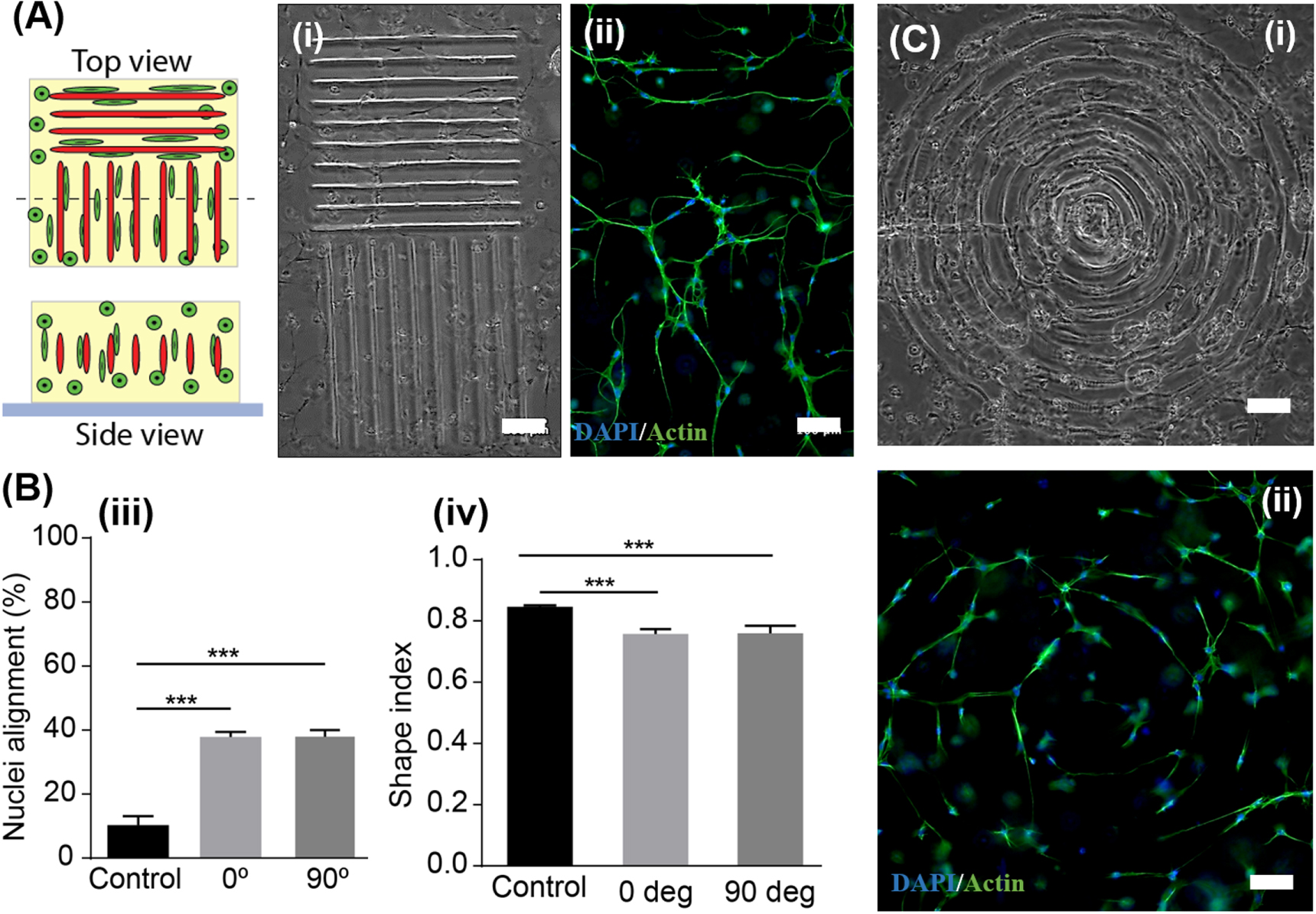Femtosecond laser induced densification within cell-laden hydrogels ...