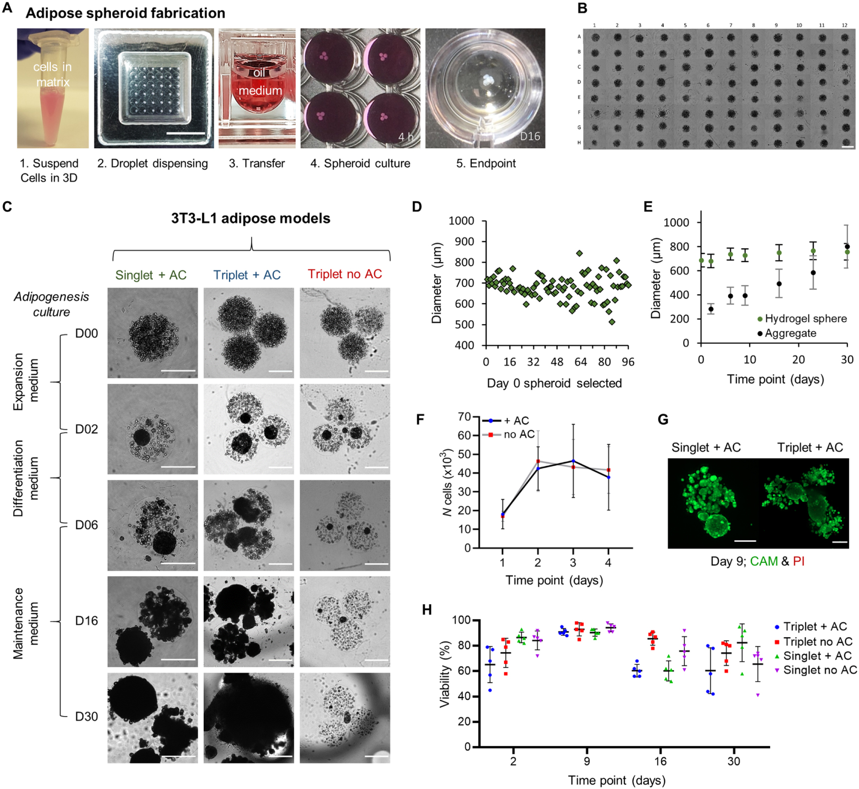 The development of a high throughput drug-responsive model of white ...