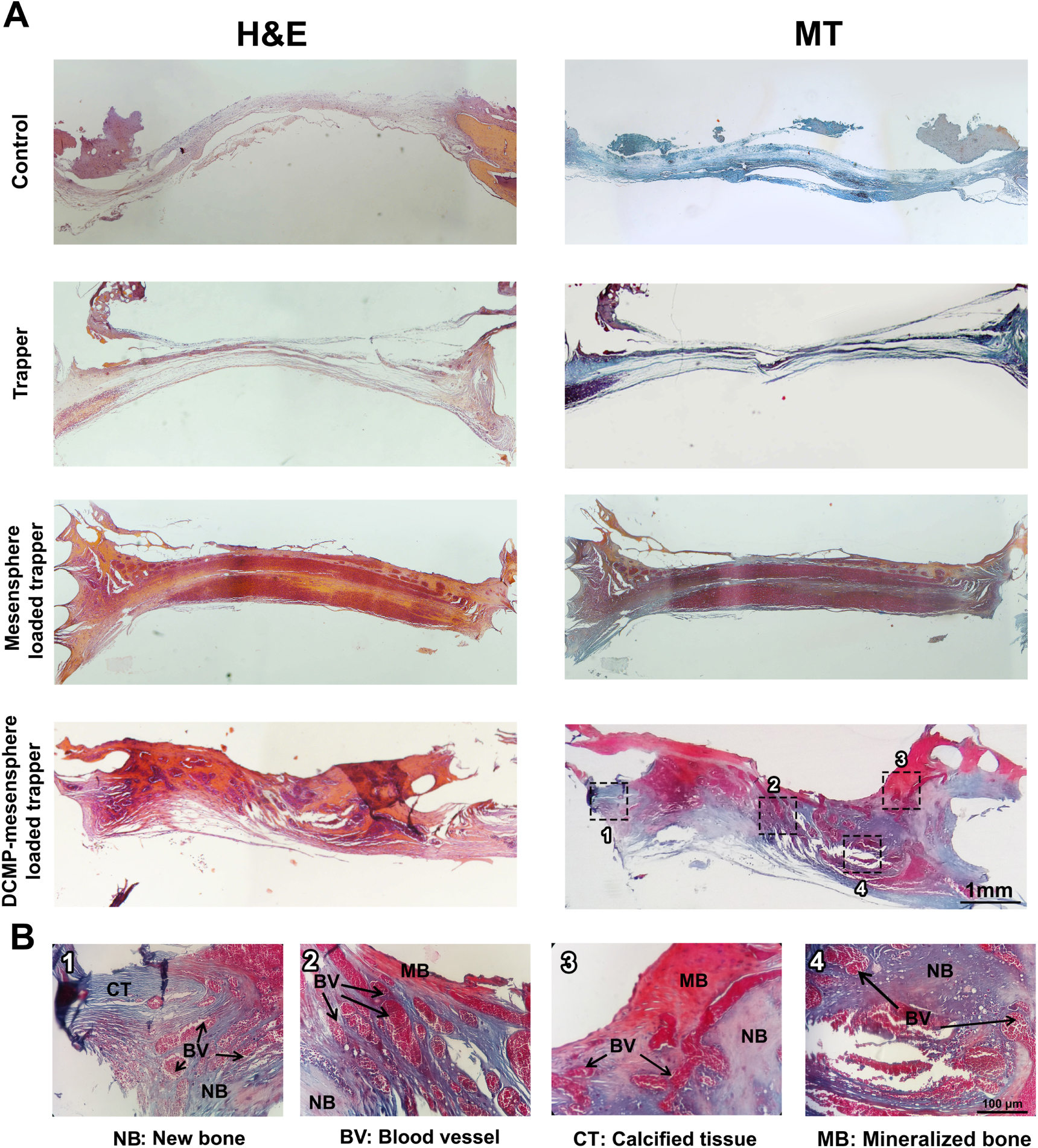 Scalable and cost-effective generation of osteogenic micro-tissues ...