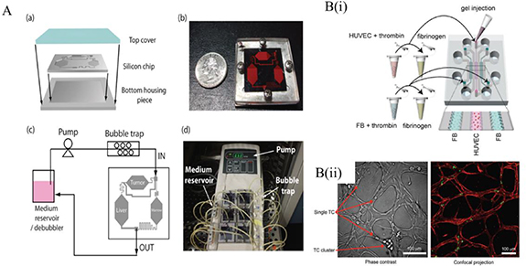 Bioprinting of in vitro tumor models for personalized cancer treatment ...