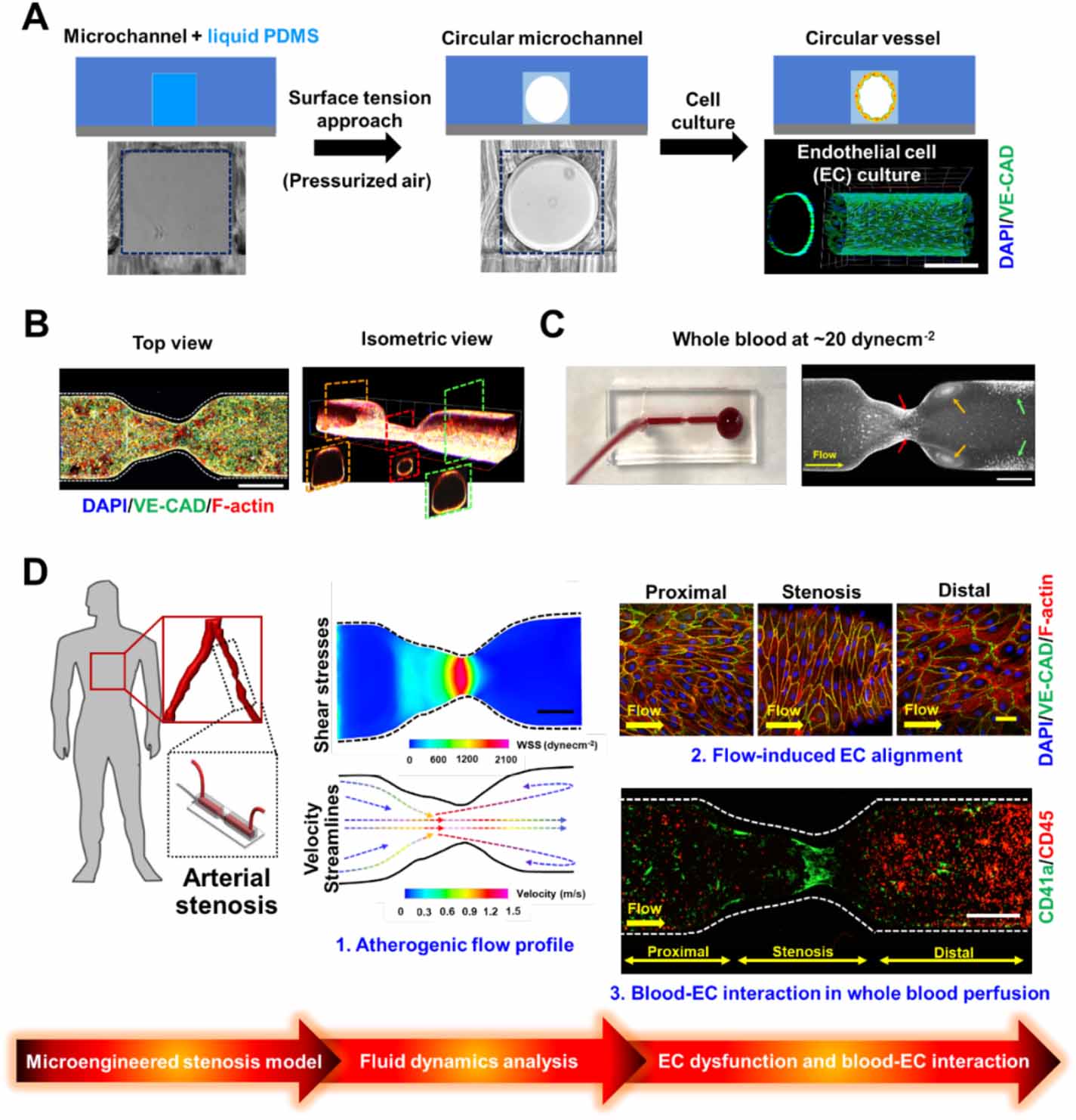 Arter Deadflow Recapitulating atherogenic flow disturbances and vascular inflammation ...