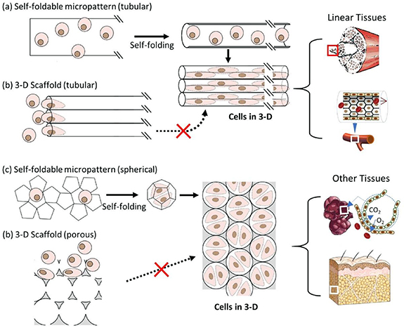 4D printing of self-folding and cell-encapsulating 3D microstructures ...