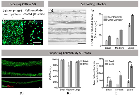 4D printing of self-folding and cell-encapsulating 3D microstructures ...