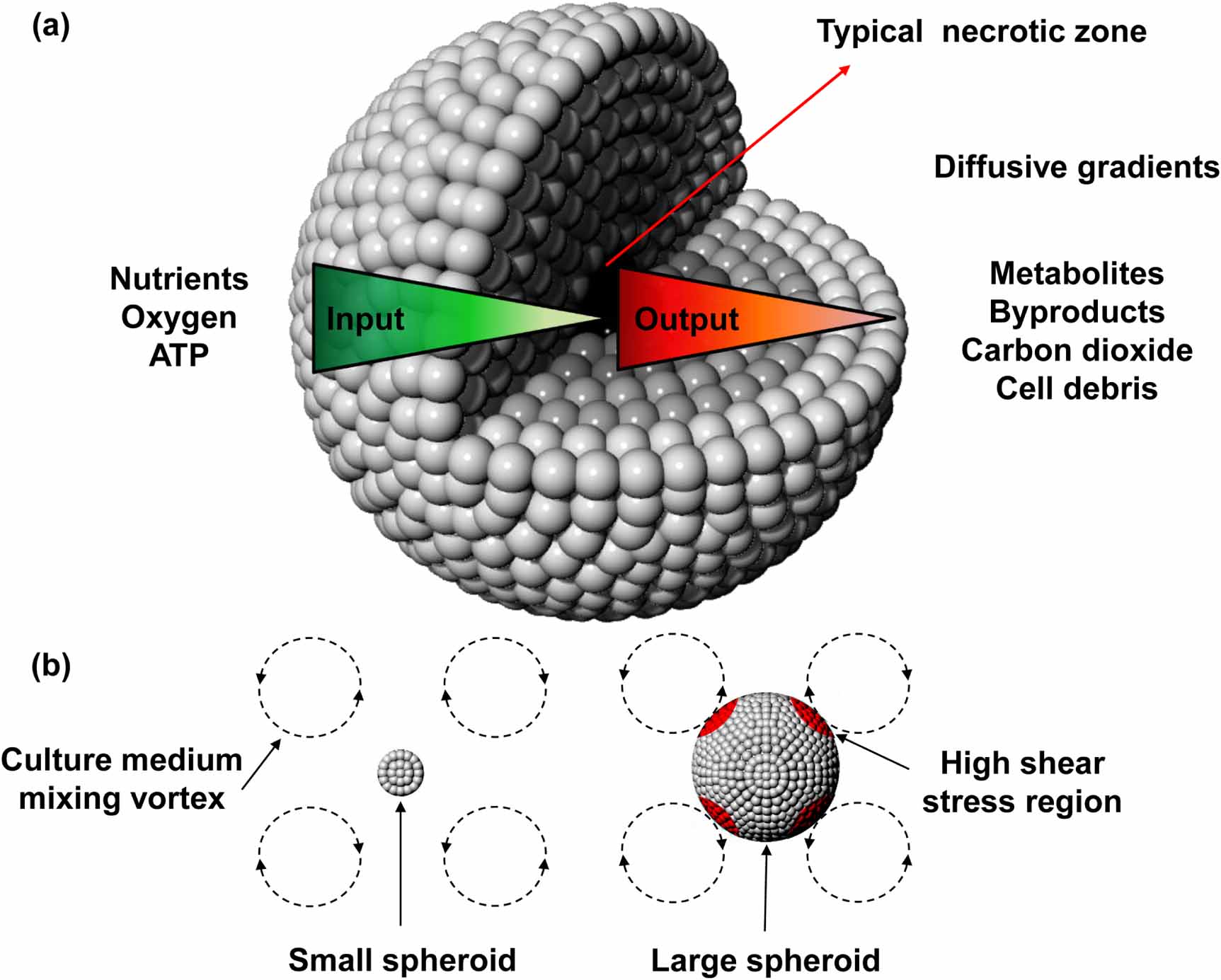 Exploding Spheroids Cell spheroids as a versatile research platform: formation mechanisms ...