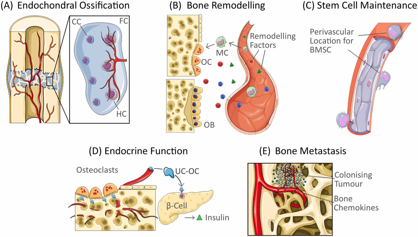 Biofabrication of vasculature in microphysiological models of bone ...