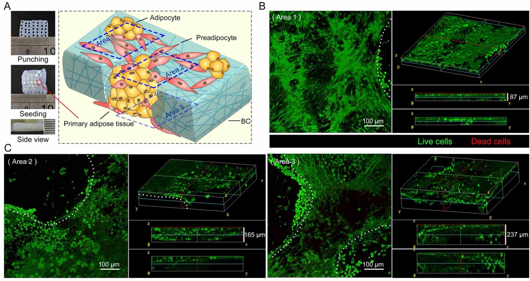 In vitro adipogenesis and long-term adipocyte culture in adipose tissue ...