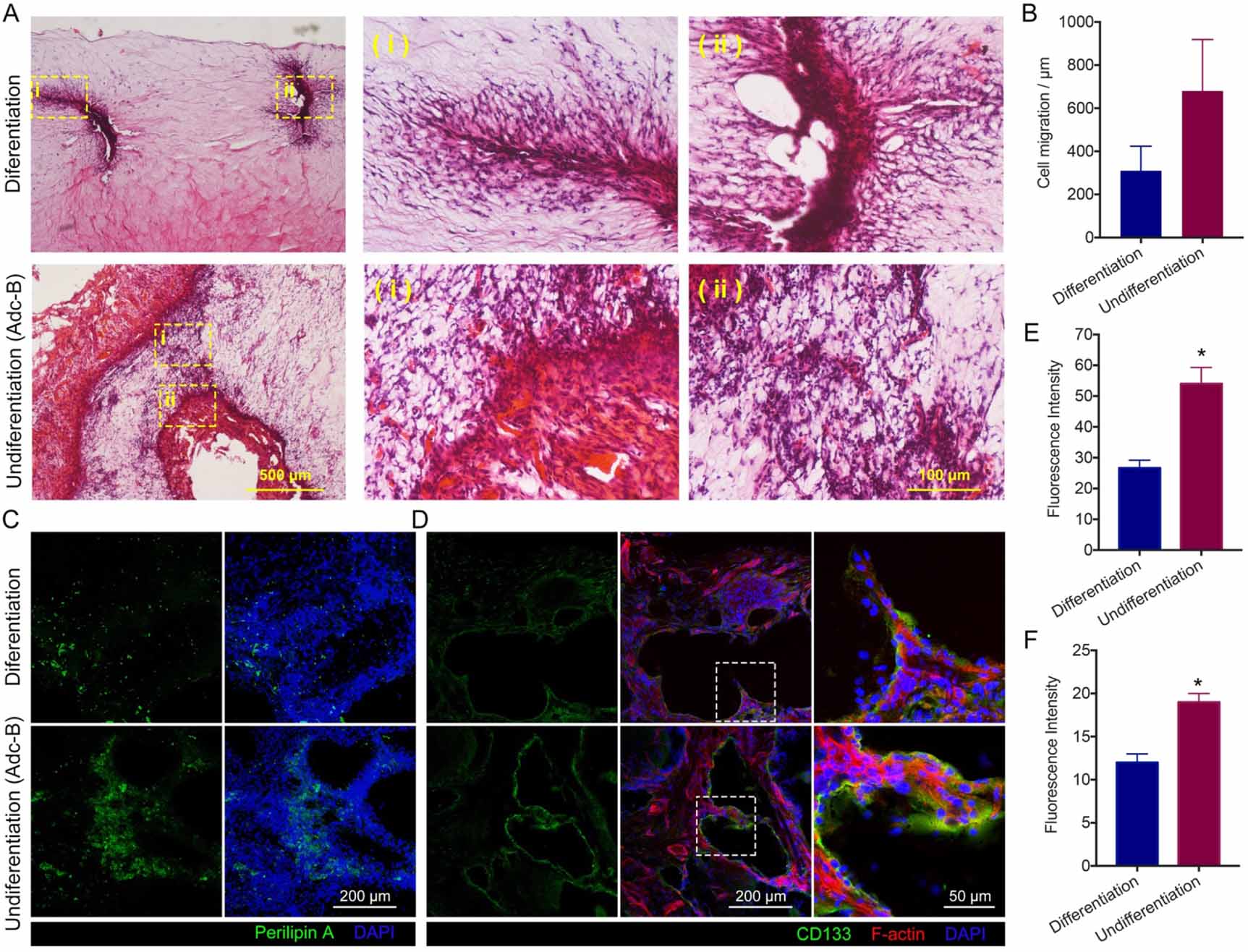 In vitro adipogenesis and long-term adipocyte culture in adipose tissue ...