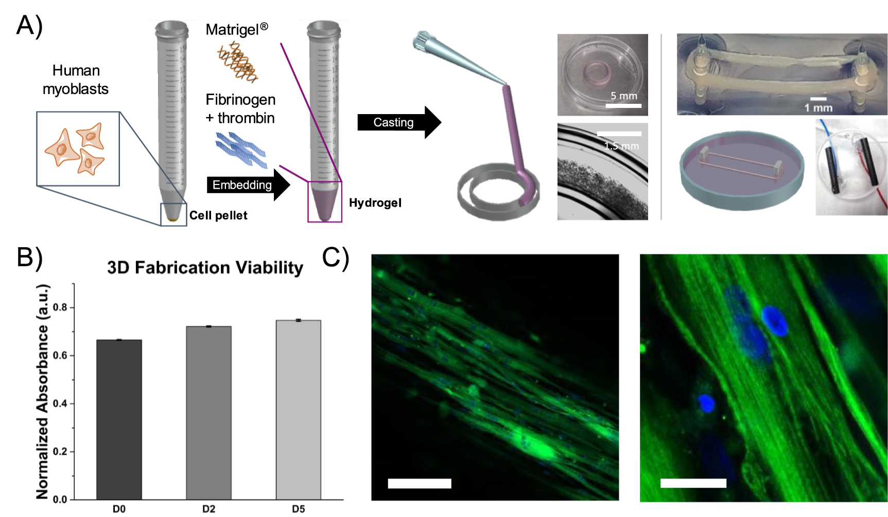 3D-bioengineered model of human skeletal muscle tissue with phenotypic ...