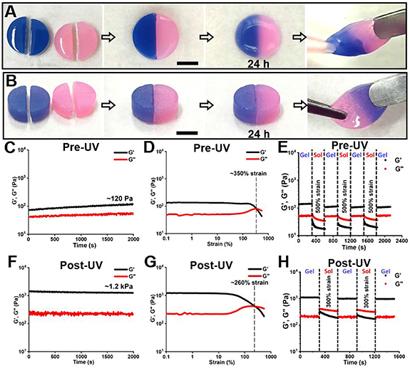 4D bioprintable self-healing hydrogel with shape memory and ...