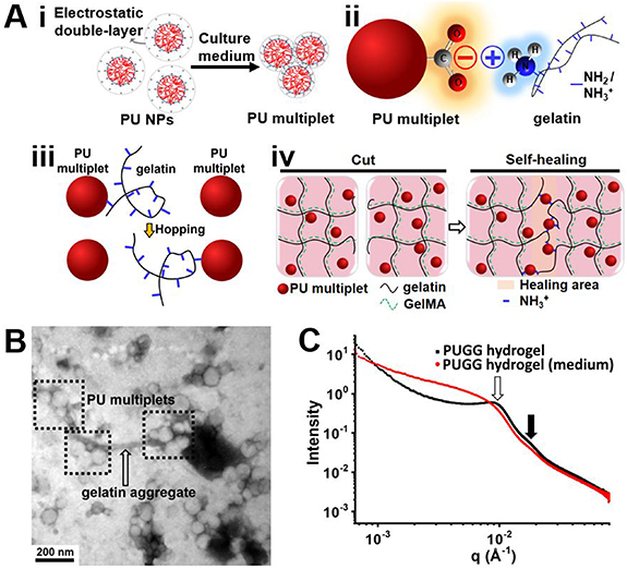 4D bioprintable self-healing hydrogel with shape memory and ...