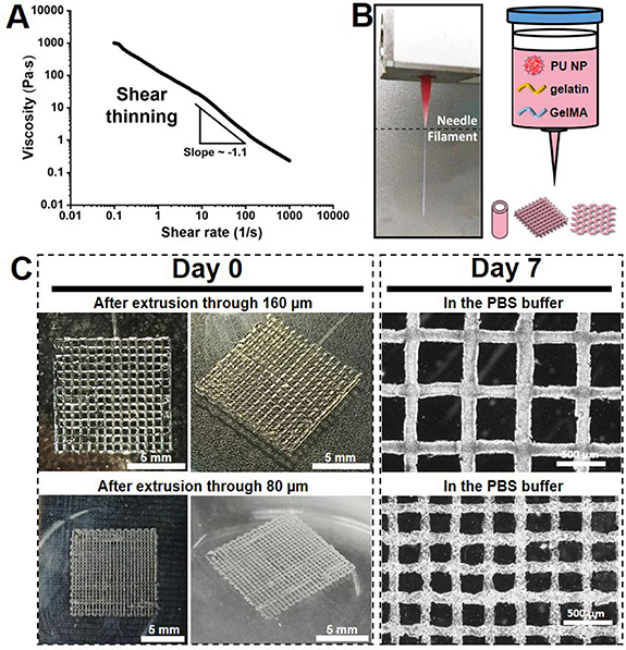 4D bioprintable self-healing hydrogel with shape memory and ...