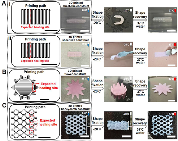 4D bioprintable self-healing hydrogel with shape memory and ...