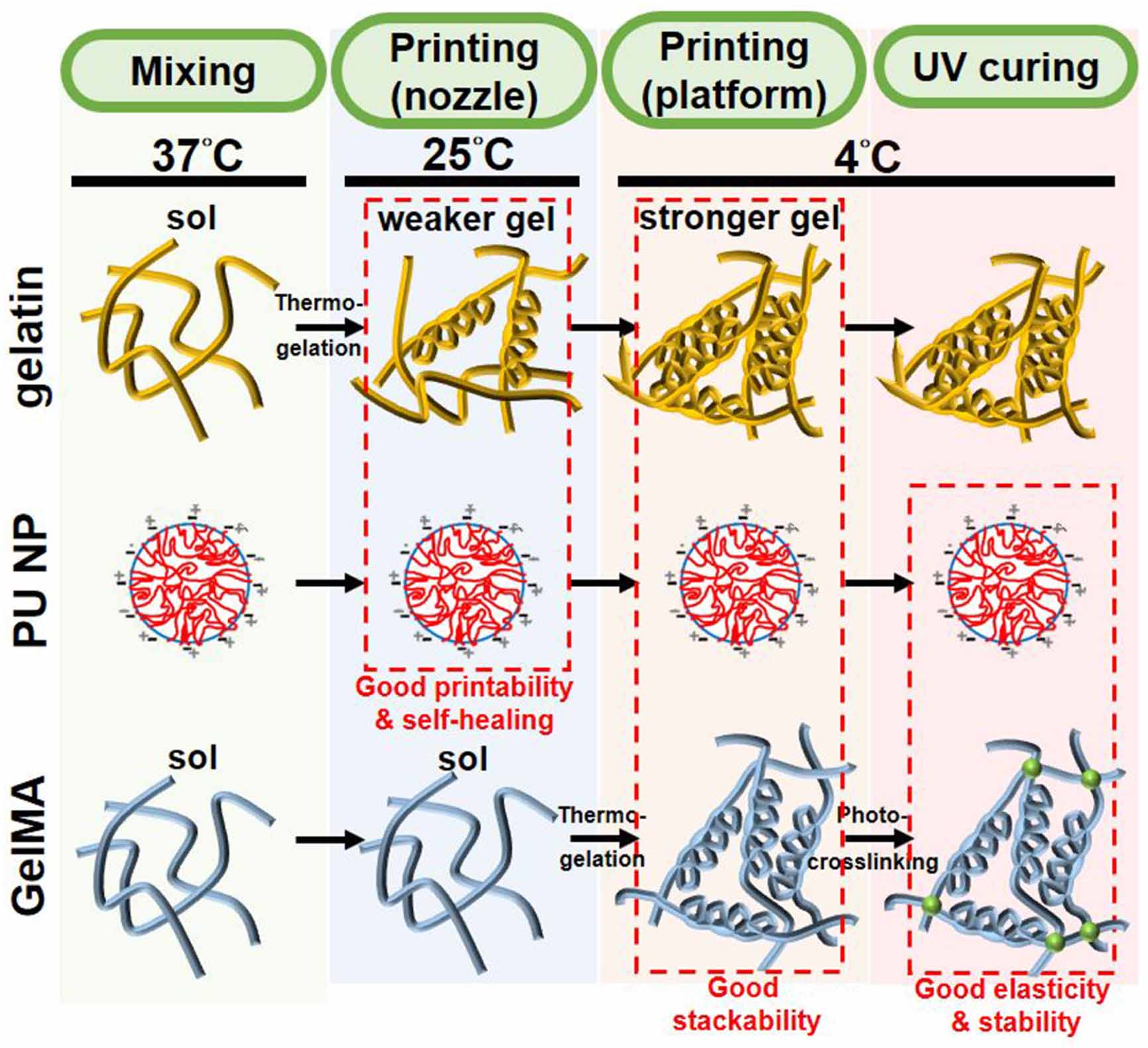 4D bioprintable self-healing hydrogel with shape memory and ...