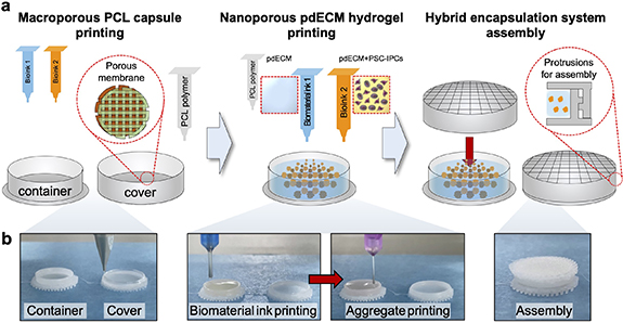 A 3D bioprinted hybrid encapsulation system for delivery of human ...