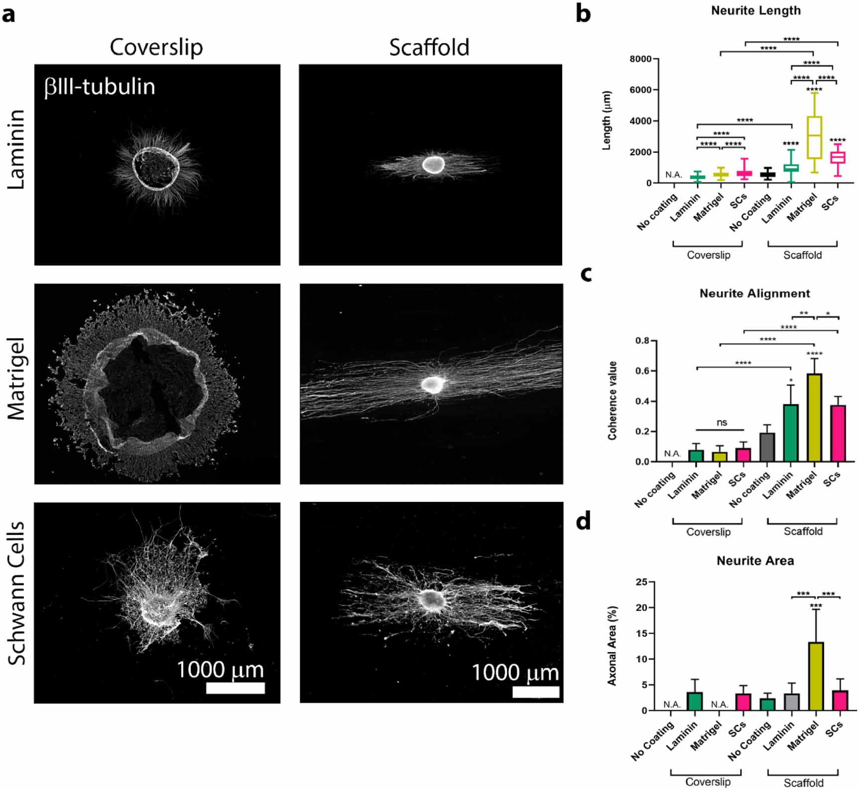 3D culture platform of human iPSCs-derived nociceptors for peripheral ...