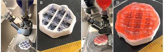 Core–shell bioprinting as a strategy to apply differentiation factors ...