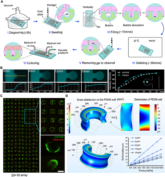 Colon Deserialization Enabling peristalsis of human colon tumor organoids on microfluidic ...