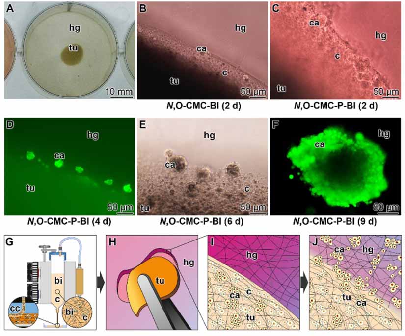 3D bioprinting of tissue units with mesenchymal stem cells, retaining ...