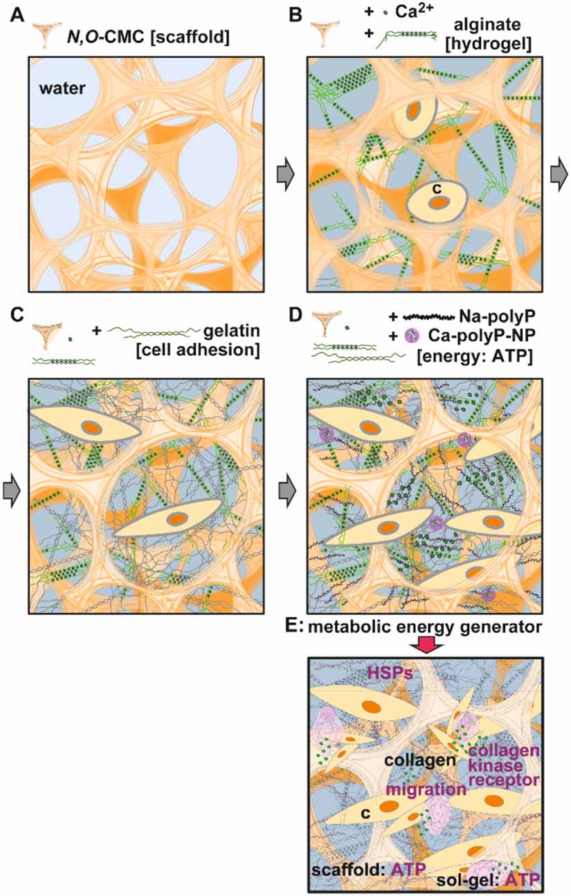 3D bioprinting of tissue units with mesenchymal stem cells, retaining ...