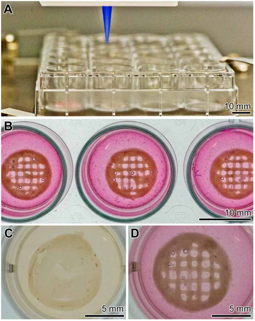 3D bioprinting of tissue units with mesenchymal stem cells, retaining ...