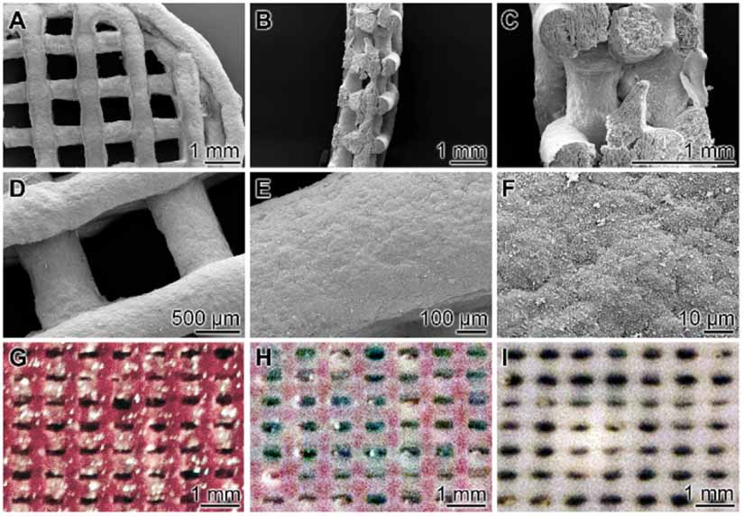 3D bioprinting of tissue units with mesenchymal stem cells, retaining ...