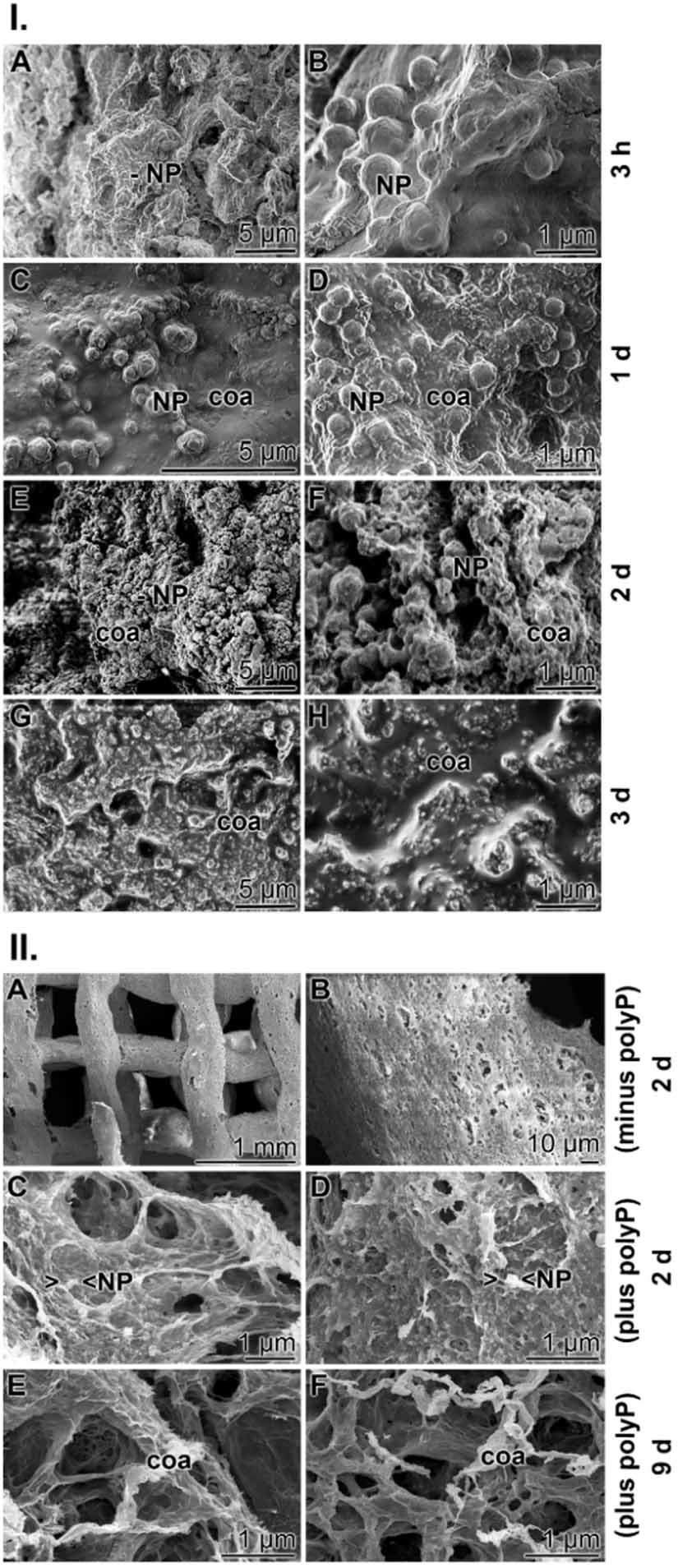 3D bioprinting of tissue units with mesenchymal stem cells, retaining ...