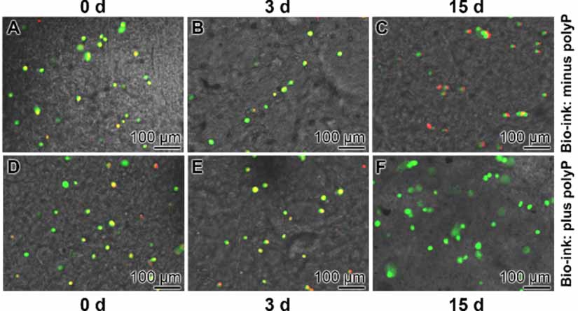 3D bioprinting of tissue units with mesenchymal stem cells, retaining ...