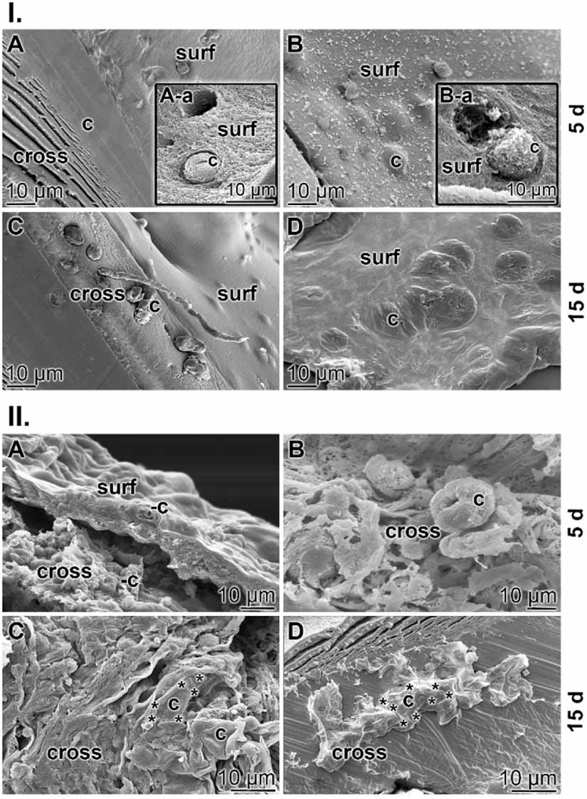 3D bioprinting of tissue units with mesenchymal stem cells, retaining ...